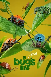 A Real Bug's Life (A Real Bug's Life) [2024]